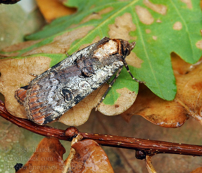 Epilecta linogrisea Noctua Gråvattrat bandfly