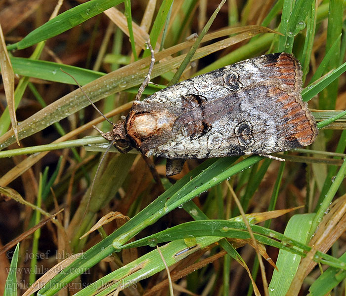 Epilecta linogrisea Noctua Rødkantfly