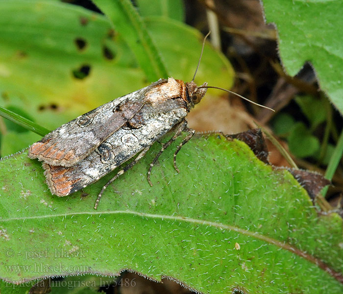 Epilecta linogrisea