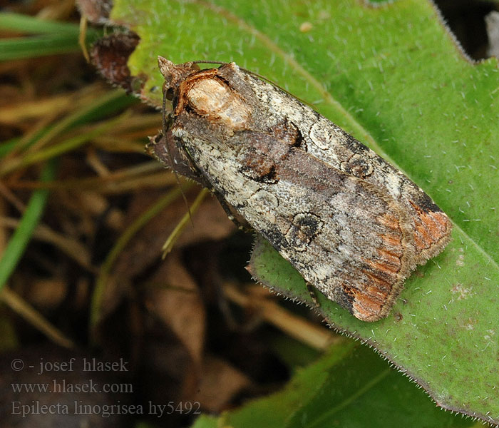 Noctua linogrisea