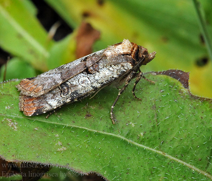 Silbergraue Bandeule Epilecta linogrisea