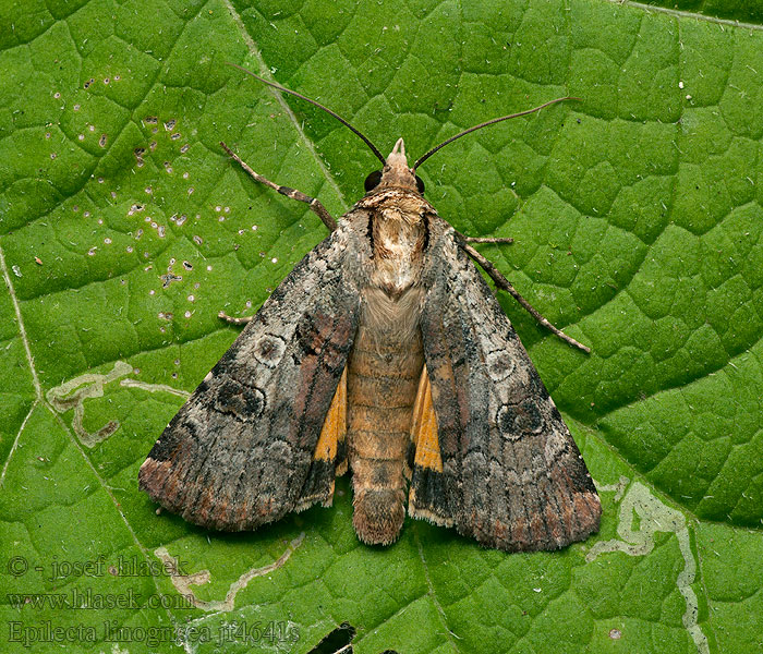 Gråvattrat bandfly Rødkantfly Epilecta linogrisea