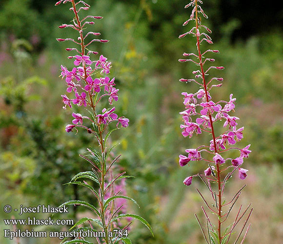 Epilobium angustifolium Fireweed Almindelig Gederams Aitohorsma