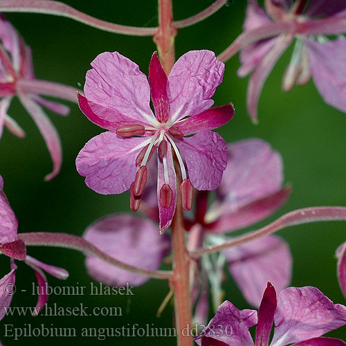 Ahtalehine põdrakanep ヤナギラン （アカバナ科） Epilobium angustifolium