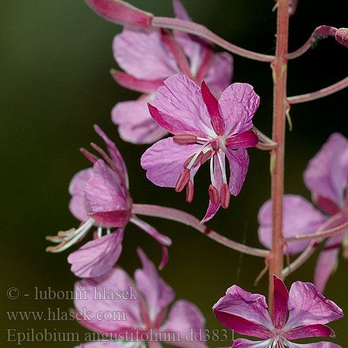 Fireweed Almindelig Gederams Aitohorsma Epilobe feuilles étroites