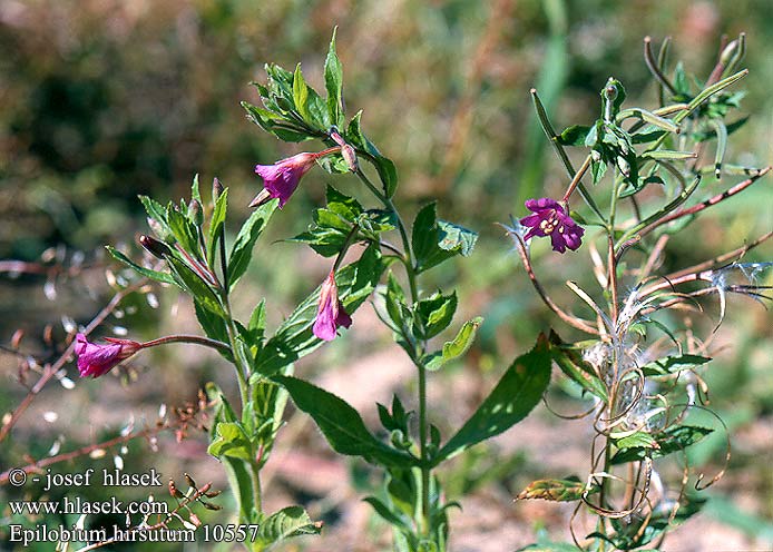 Epilobium hirsutum Hairy Willow-Herb Great Willowherb Ladden Dueurt Stormjolke