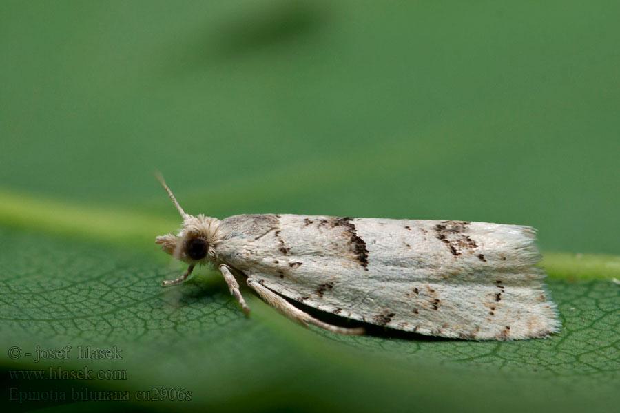 Epinotia bilunana Birkeraklevikler