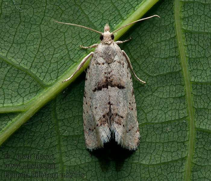 Crescent Bell Epinotia bilunana