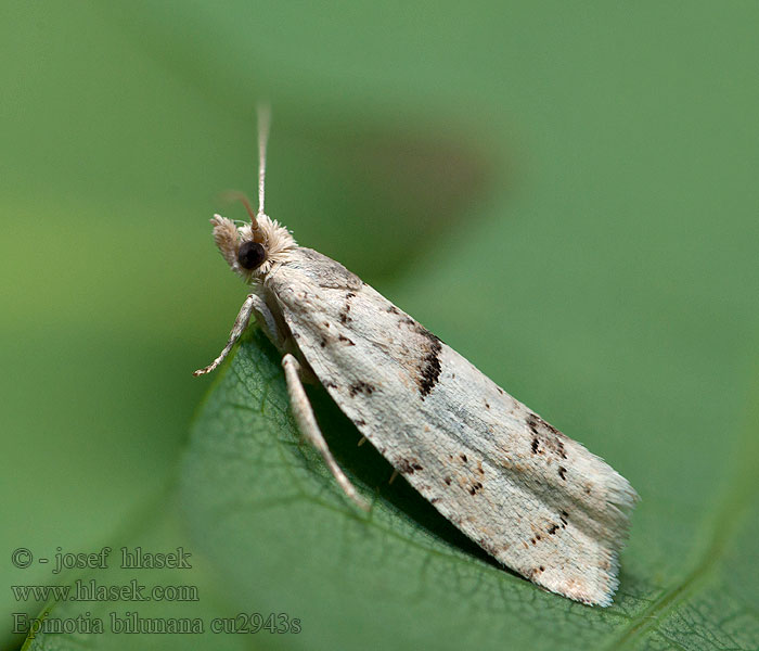 Witte oogbladroller Epinotia bilunana