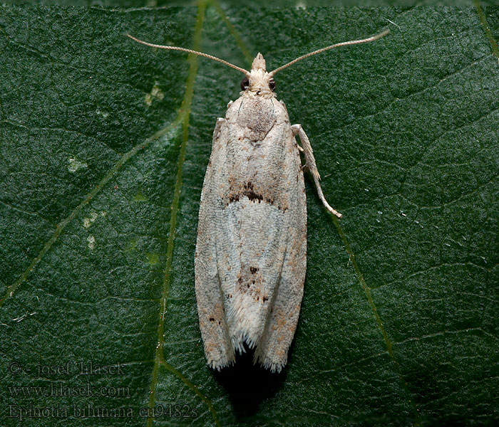 Epinotia bilunana