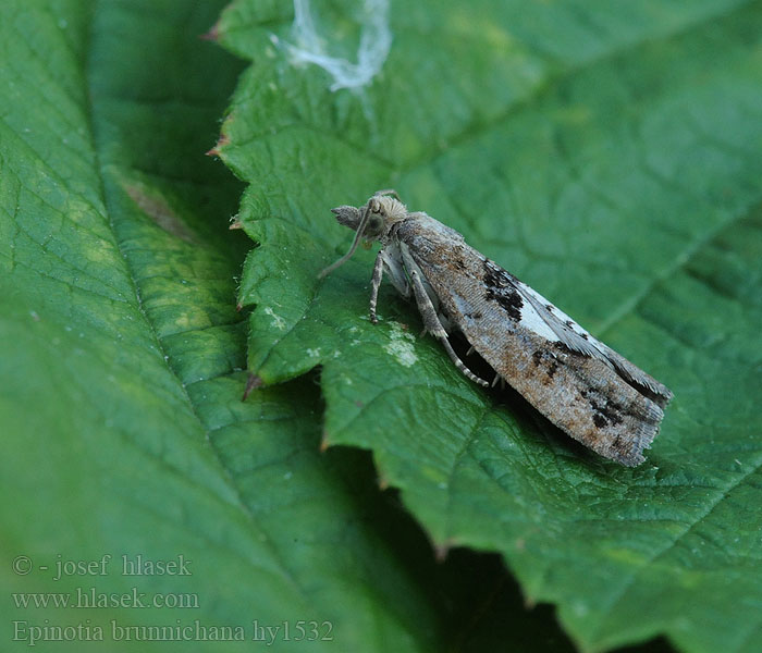 Epinotia brunnichana Obaľovač Brunnichov