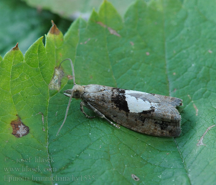 Epinotia brunnichana Witvlekoogbladroller