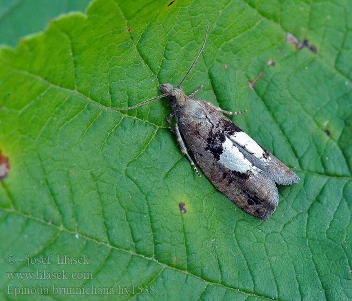 Epinotia brunnichana Umbrarullvecklare