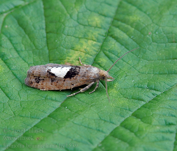 Epinotia brunnichana Grå kveldvikler