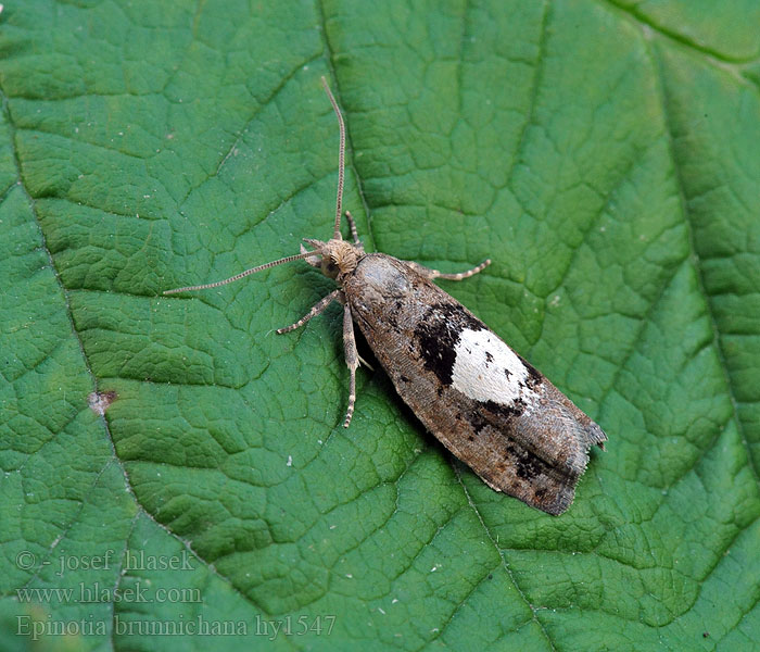 Obaľovač Brunnichov Epinotia brunnichana