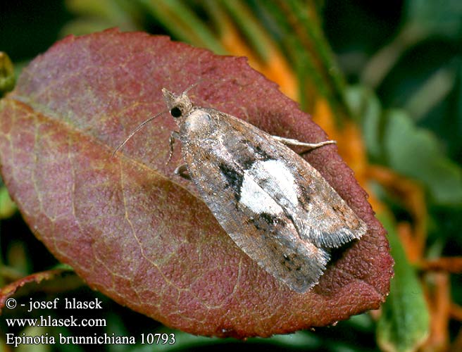 Epinotia brunnichiana