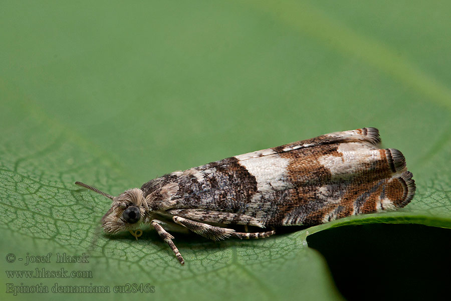 Epinotia demarniana Birch Bell Obaľovač bielohlavý