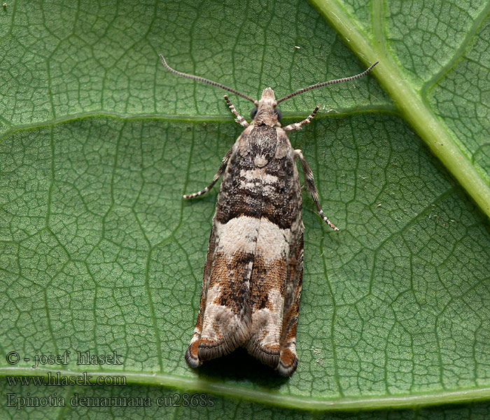 Epinotia demarniana Berkenoogbladroller Björkrullvecklare