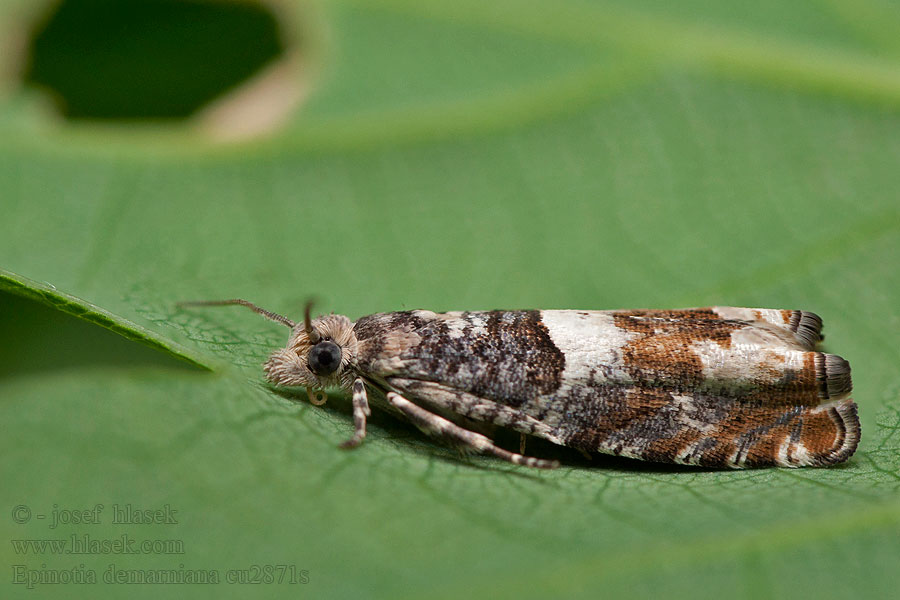 Epinotia demarniana Hvitflekket kveldvikler Ellerullevikler