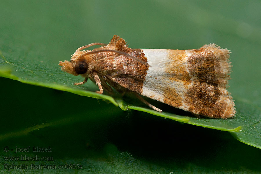 Epinotia festivana