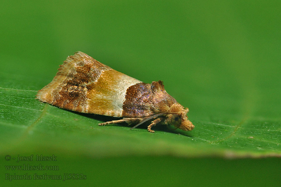 Epinotia festivana