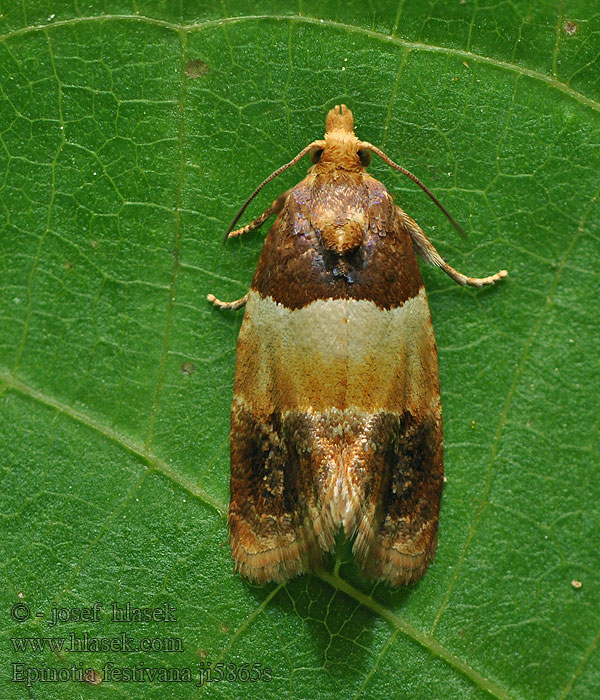 Epinotia festivana