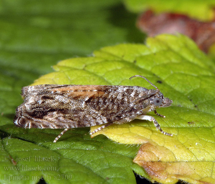 Epinotia nisella Obaľovač bahniatkový