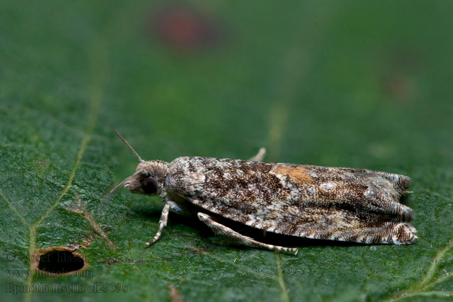 Epinotia nisella