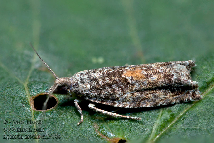 Epinotia nisella