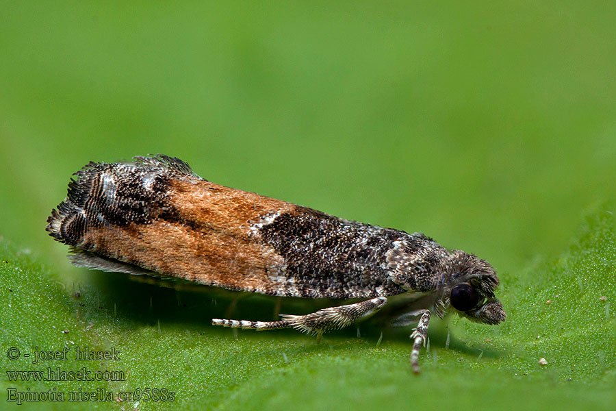 Epinotia nisella