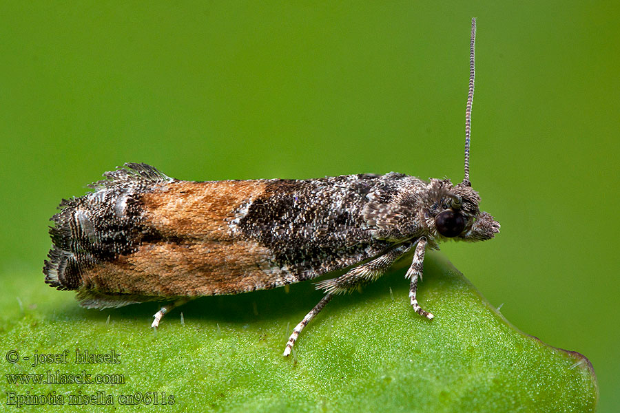 Epinotia nisella