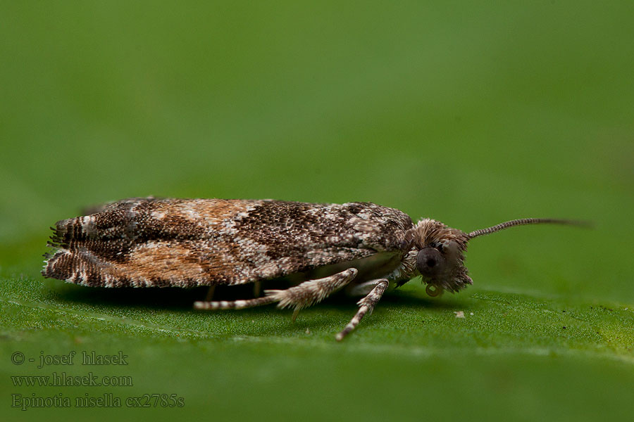 Epinotia nisella