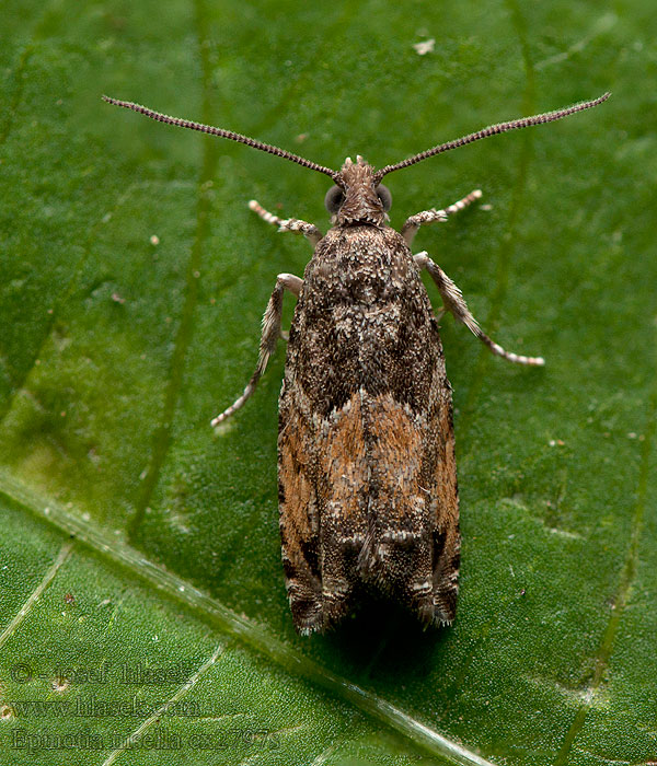 Epinotia nisella