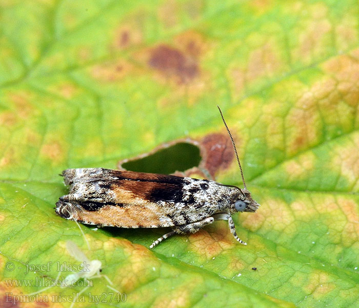 Epinotia nisella Variabele oogbladroller