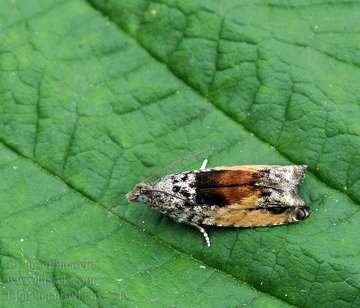 Epinotia nisella Mångformig aspvecklare