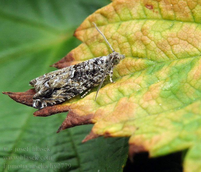 Epinotia nisella Pilerullevikler