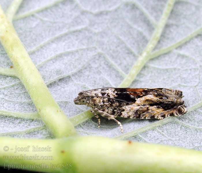 Variabele oogbladroller Epinotia nisella