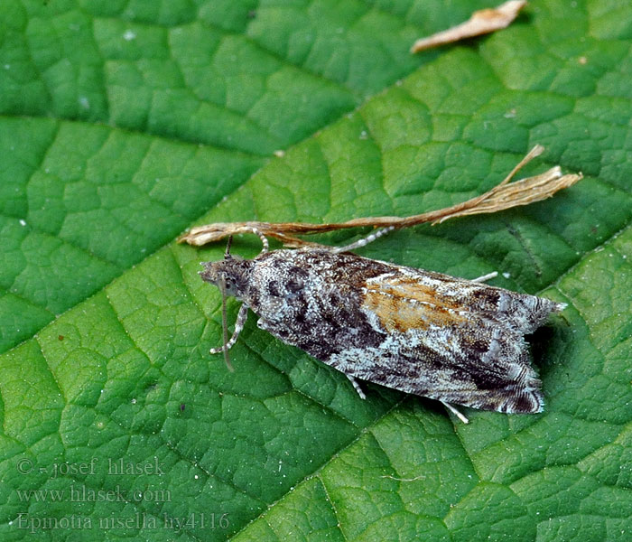 Mångformig aspvecklare Epinotia nisella