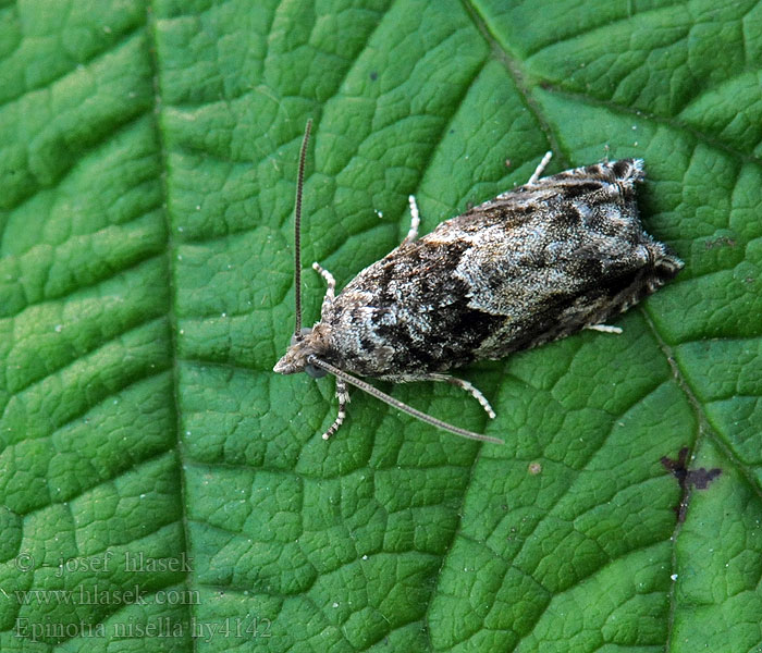 Pilerullevikler Epinotia nisella