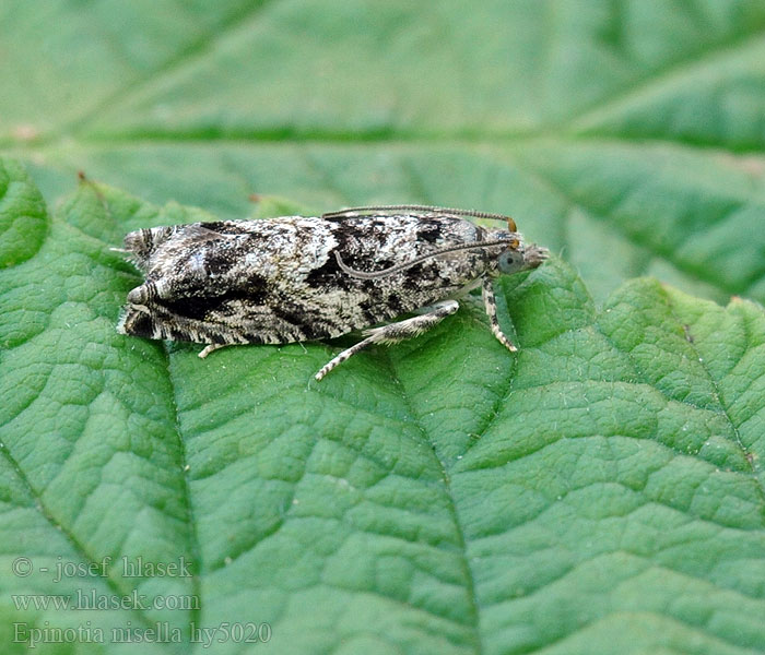 Epinotia nisella