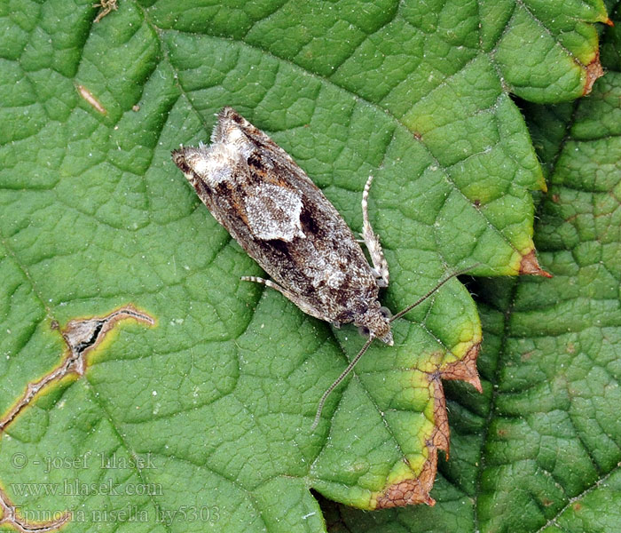 Mångformig aspvecklare Pilerullevikler Epinotia nisella