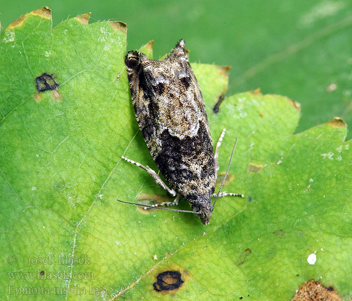 Epinotia nisella