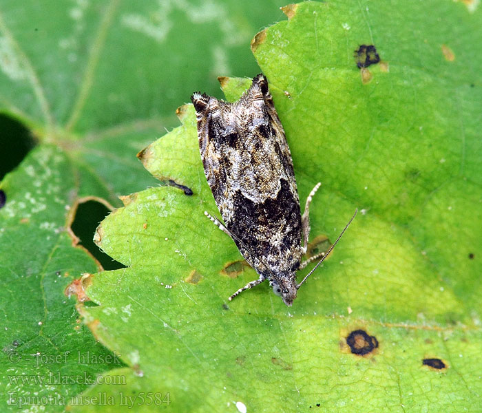 Epinotia nisella