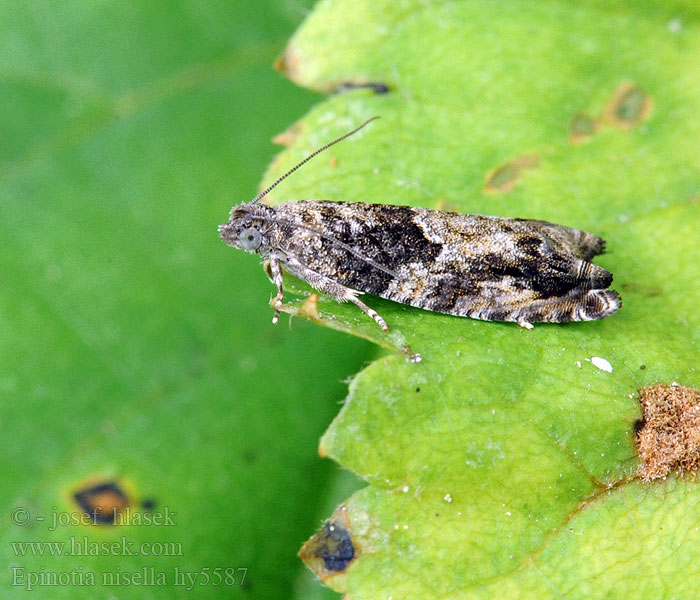 Epinotia nisella