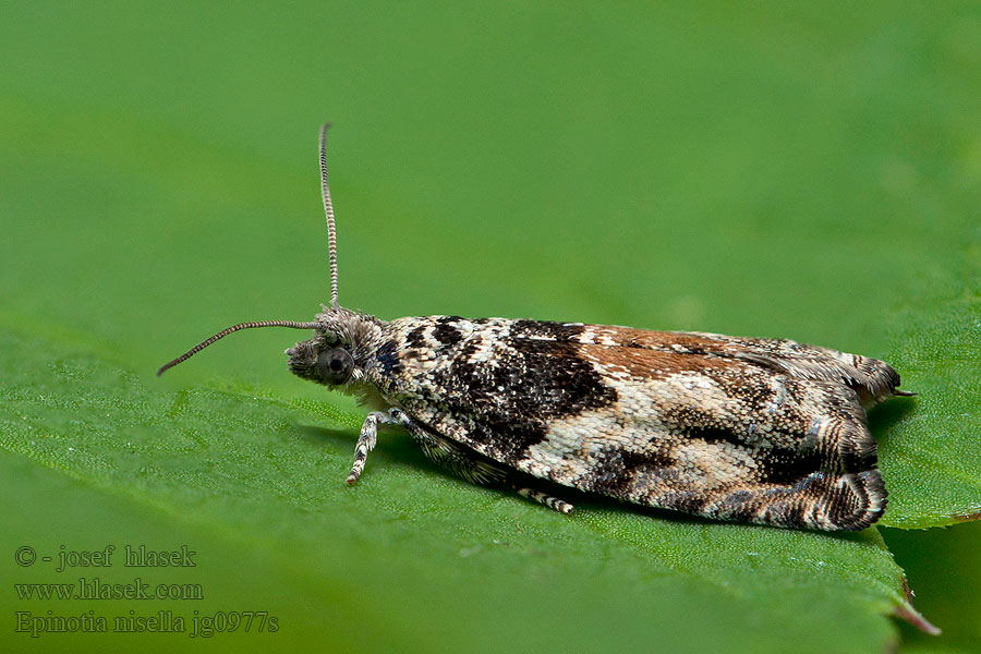 Epinotia nisella