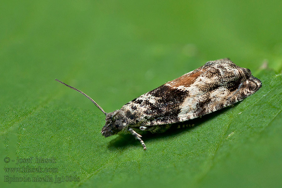 Epinotia nisella