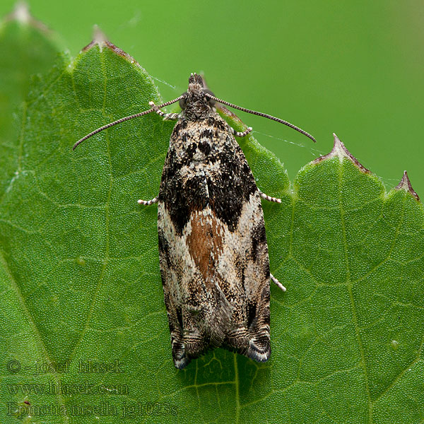 Epinotia nisella