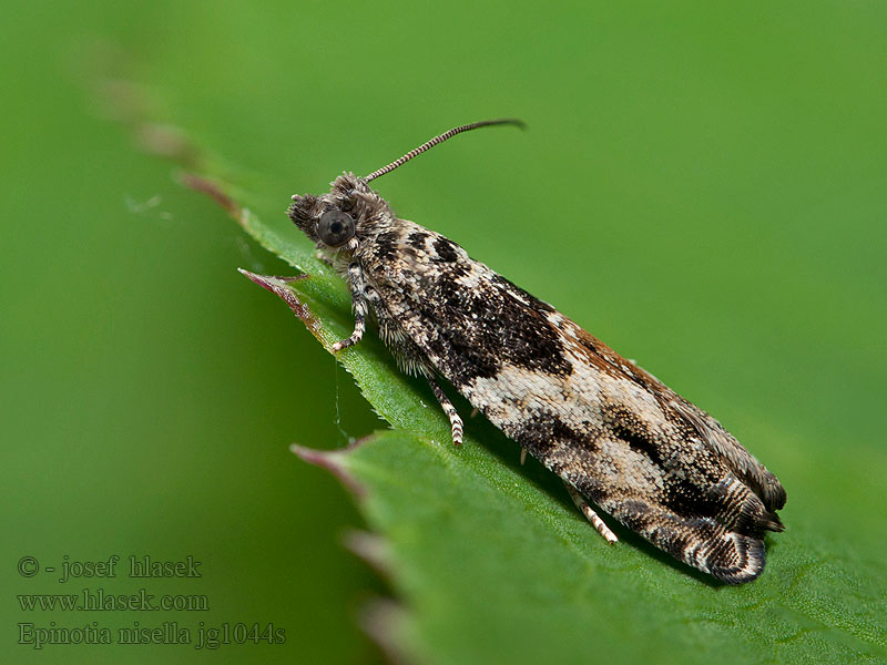 Epinotia nisella