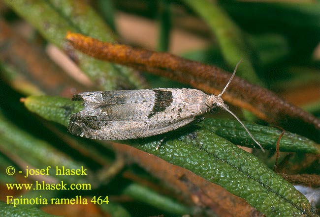 Epinotia ramella