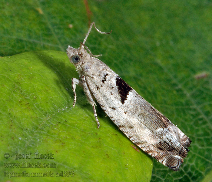 Epinotia ramella